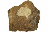 Fossil Ginkgo Leaf From North Dakota - Paleocene #215479-1
